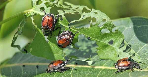 Japanese beetles removal Omaha