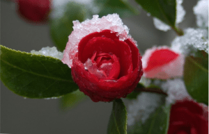 sprinklers, lawn care, fertilization, bug spray, landscaping, omaha