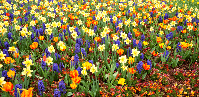 bulb planting