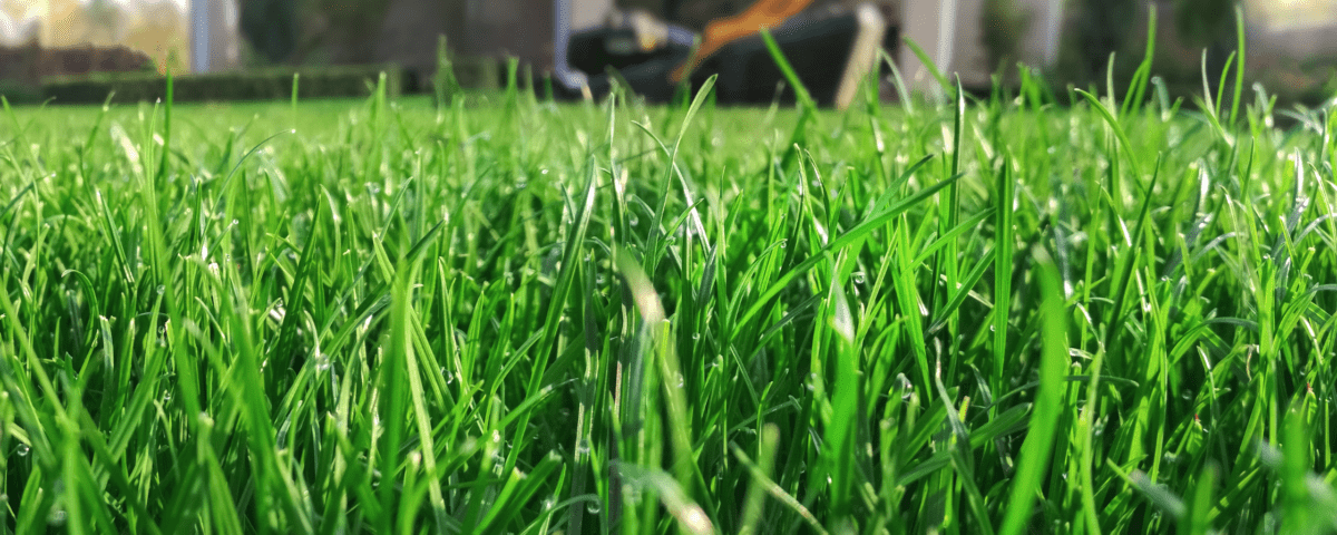 naturally aerated lawn